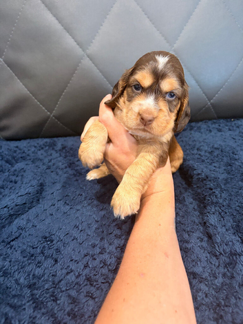 STUNNING KC REGISTERED COCKER SPANIEL PUPPIES