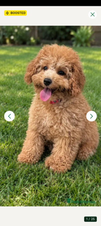 One Male Extensively health Tested Cavapoo Therapy/Support dogs