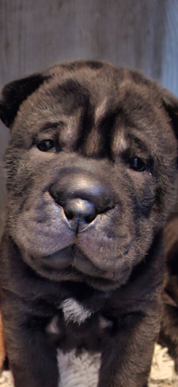 3 beautiful sharpi puppies