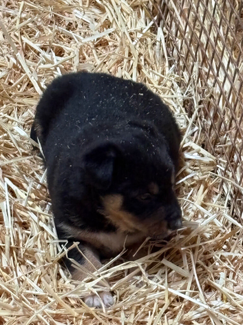 3/4 kelpie puppies