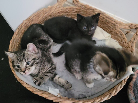 3 kittens 2 female 1 male