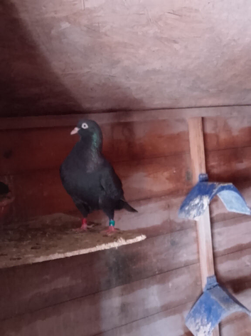 High flyer tippler pigeon