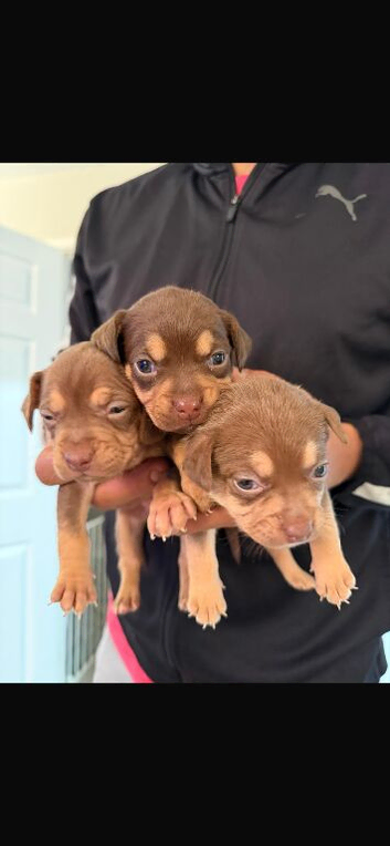 Frenchie x dashund puppies