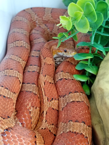 Corn snake