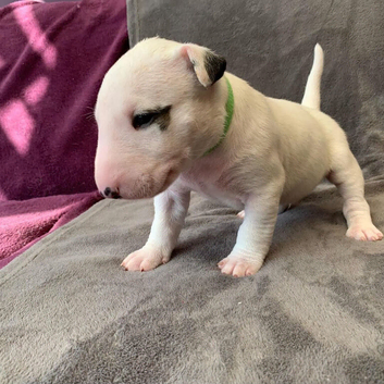 English bull terrier puppies