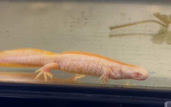 Crested newts for sale (albino)