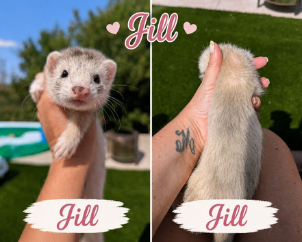 Beautiful Kits