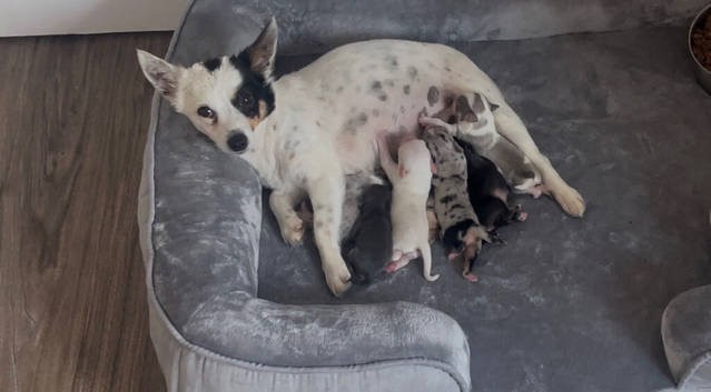 Chihuahua puppies for sale