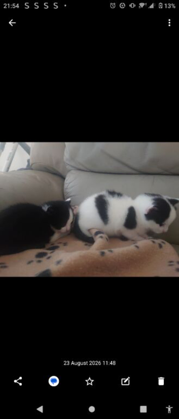 Two black and white kittens female available 24th September