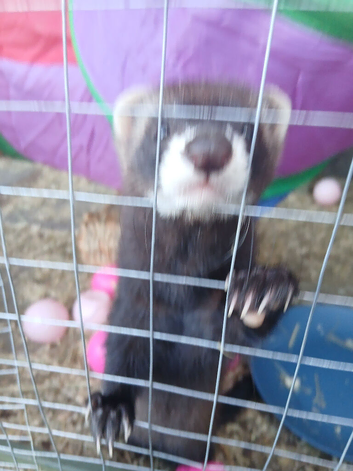 Female polecat kit    14 weeks old. live in liskeard  cornwall