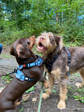 Energetic Dog Looking For Forever Home