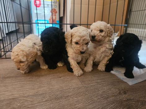 Toy poodle pups