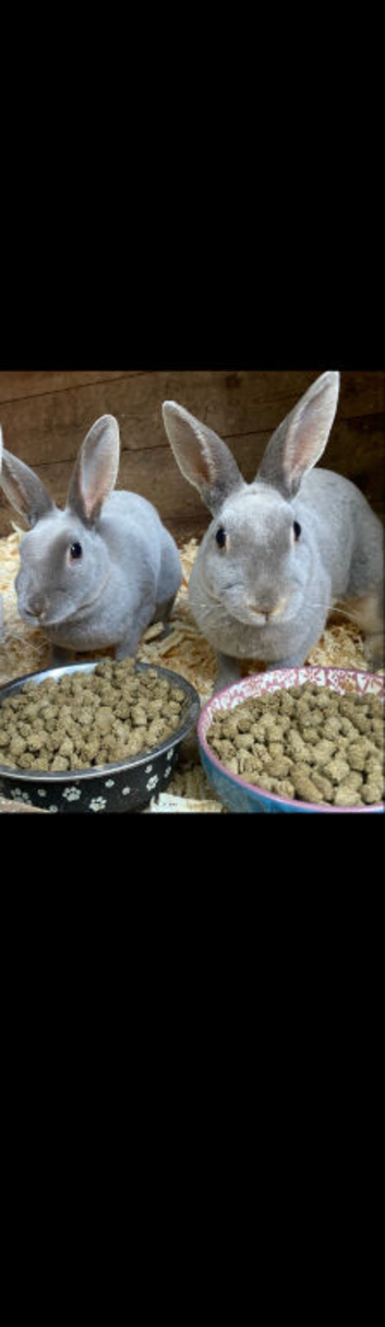 Stunning baby mini rex