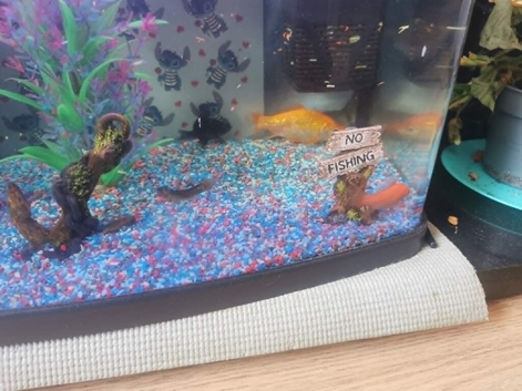 3 Goldfish, weather loach, Blackmore and tank