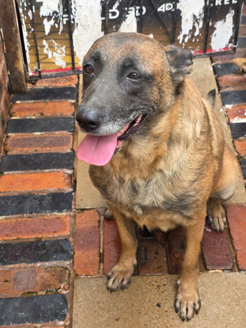 Belgium shepherd bitch