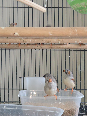 This year mixed young Zebra finches