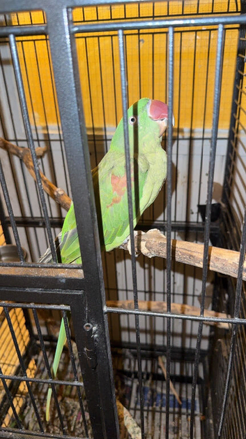 Female alexandrine parrot