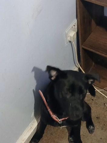 5mo th old pup