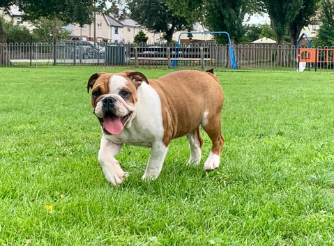 Beautiful Kc Reg British Bulldog Red & White Female