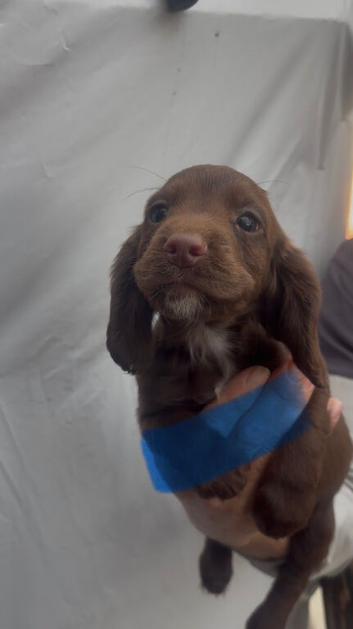 Working cocker spaniel pups for sale