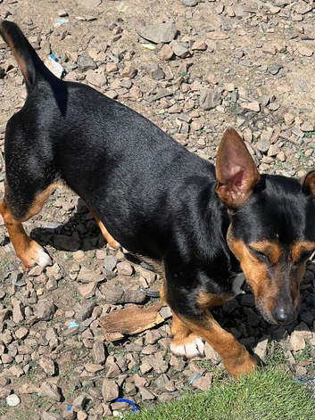 Hi am selling my  6 month old puppy she toilet trend