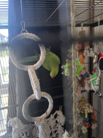 Green female Indian ring neck