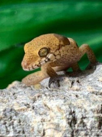 Birthday Offers - Full Set Up + Half Price Yakhuna Gecko