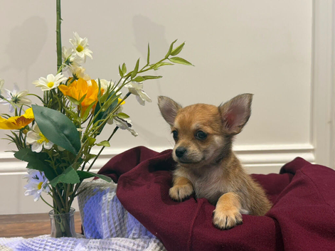 Chihuahua boy puppy