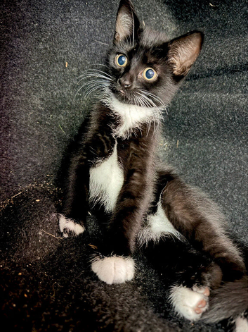 Two kittens for sale. 12 weeks.