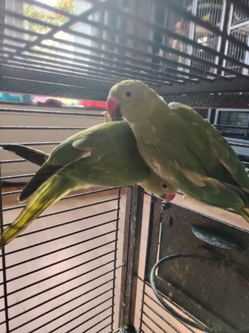 Two Indian ring necks