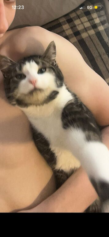Female cat 18 months old
