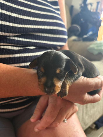 Dorkie pups