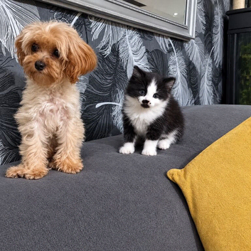 &frac34; Maine coon kittens
