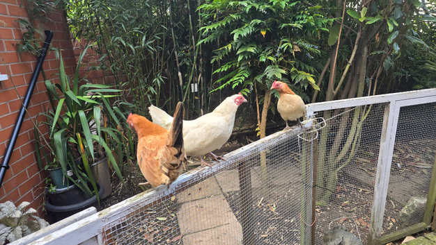 2 young serama bantams, compulsive laying bantam hens &pound;20 each