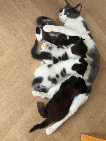 Kittens