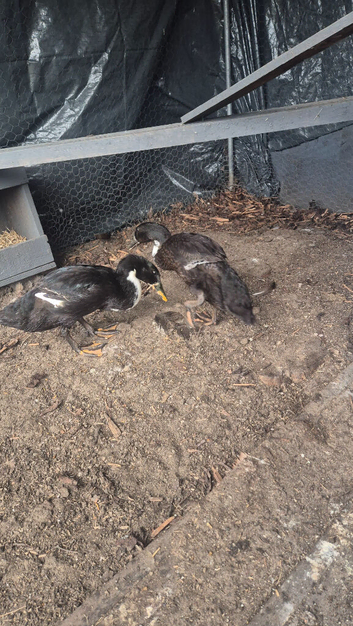 2 Runner Ducks for Sale &ndash; &pound;30