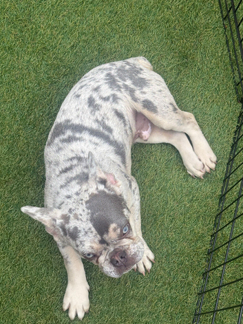 Gorgeous Merle frenchie
