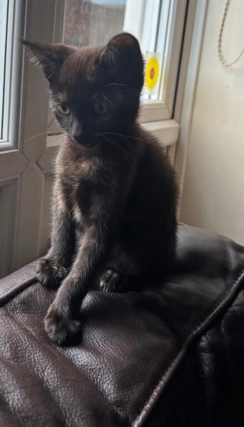 Kittens for sale