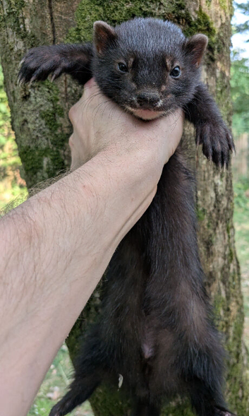 Ferret black hob