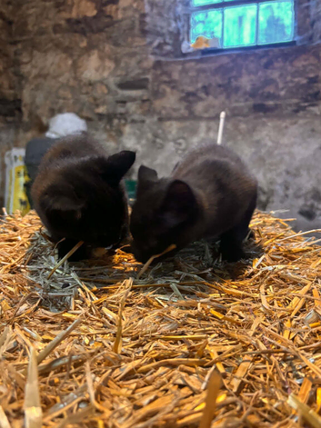 Pair of very loving and well trained farm kittens