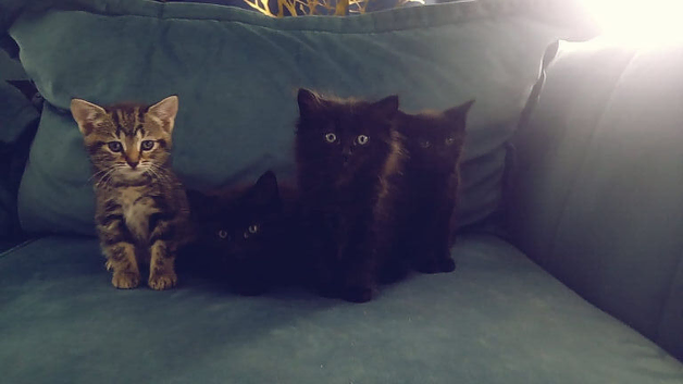 Adorable kittens ready for their purrfect home