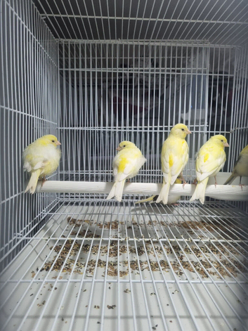 This years baby Fife canaries