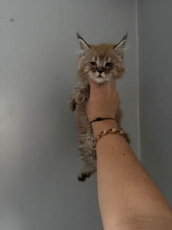 Giant mainecoons READY NOW