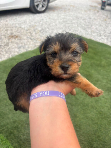 Georgous 9 week old miniature Yorkshire terrier