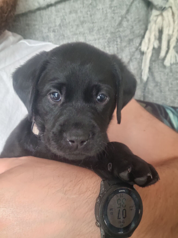 Gorgeous Black Labrador Puppies