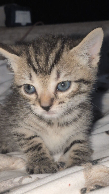 Female tabby kitten