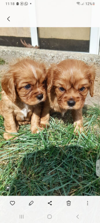 Beautiful  cavalier King Charles  puppies