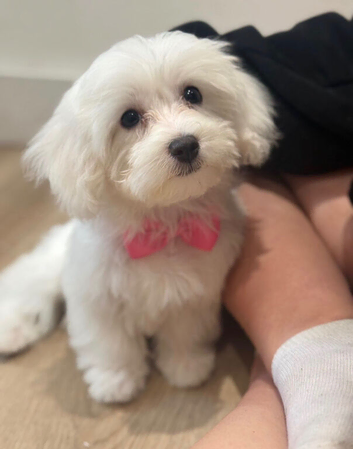 Adorable 14-Week-Old Bichon Frise Female Puppy Ready for Her Forever Home