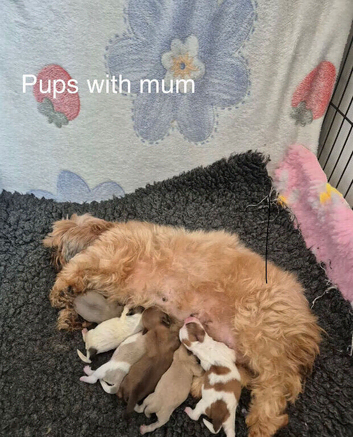 Shih Tzu girls for sale