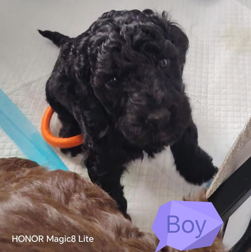 Beautiful cockapoo puppies